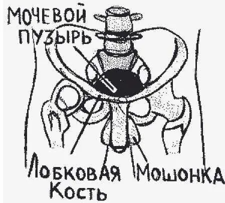 рисунок 101 рисунок 102 Солнечное сплетение и нижние ребра Анатомическое - фото 239