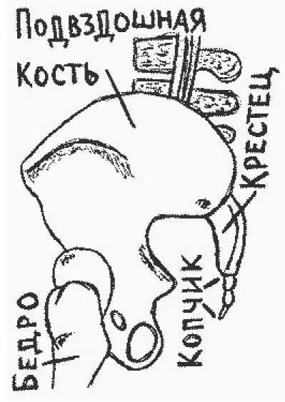 рисунок 102 Солнечное сплетение и нижние ребра Анатомическое - фото 240