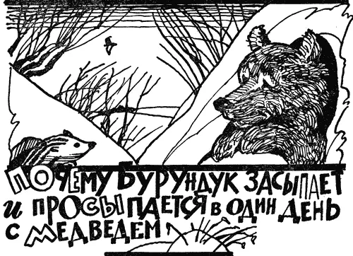 Когда Бурундук был маленьким он больше всего не любил спать и перед спячкой - фото 27