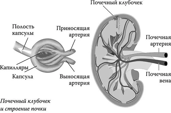 Почечный клубочек и строение почки Теперь анатомия В наших почках есть так - фото 8
