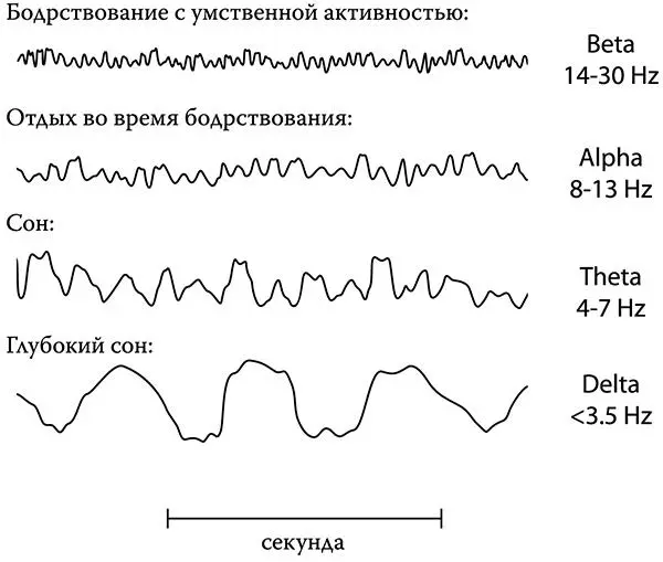Электроэнцефалограммы во время бодрствования и сна Те эксперименты которые - фото 13