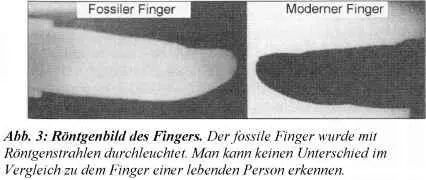 Am 16 Juni 1987 wurde bei einer vom Creation Evidences Museum organisierten - фото 3