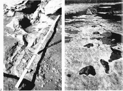 5 Ein versteinerter menschlicher 6 Der versteinerte Abdruck einer Hundepfote in - фото 9