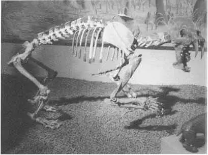 11 Das fossile Skelett eines Säbelzahntigers wurde in Florida gefunden Dieses - фото 14