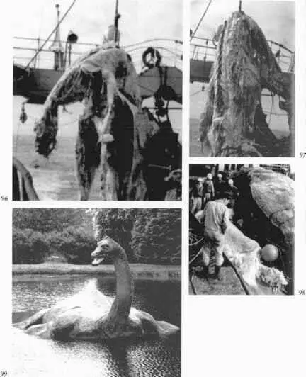96 Diese 10 m lange Kreatur wurde 1977 von einem japanischen Fischerboot - фото 83