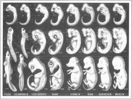 Abb 40 HaeckelSkizzeMit diesem gefälschten Dokument von Ernst Haeckel wurde - фото 90