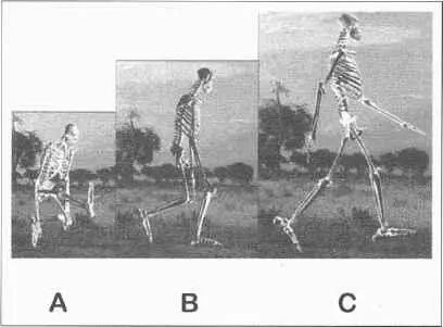 Abb 41 AffengangDer britische Anthropologe Robin Crompton von der - фото 91