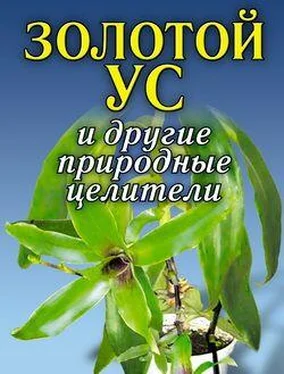 Алексей Иванов Золотой ус и другие природные целители обложка книги