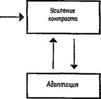 Рис III10 Реципрокные отношения усиления контраста и адаптации Таким - фото 45