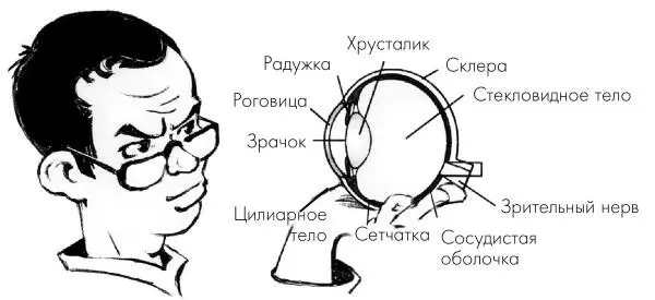 Рис 1 Первая оболочка глаза Первая наружная оболочка делится на - фото 2