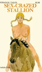 Unknown - Sex-crazed stallion