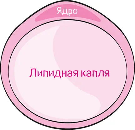 На самом деле адипоциты похожи на микроскопические шарики с каплей жира внутри - фото 6