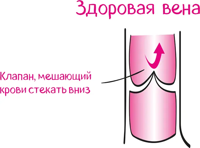 Но понастоящему способствуют циркуляции две силы с латинскими названиями - фото 66