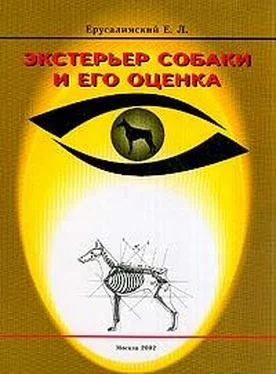 Ерусалимский Львович Экстерьер собаки и его оценка обложка книги