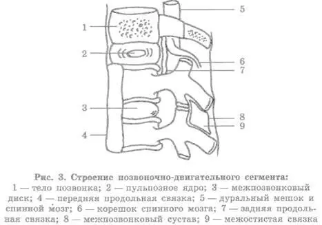 Полностью сформировавшийся позвоночный столб состоит из отдельных позвонков - фото 3