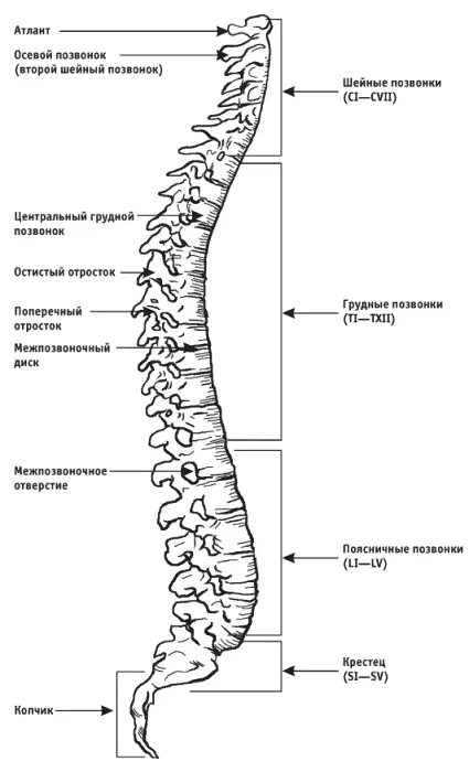 Рис 1Позвоночный столб Строение позвонка Тело позвонка рис 2 напоминает - фото 1