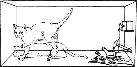 The plight of Schrödingers cat carries this idea furtherthat even a cat could - фото 4