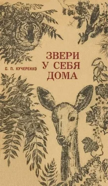 Сергей Кучеренко Звери у себя дома обложка книги