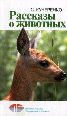 Сергей Кучеренко Рассказы о животных обложка книги