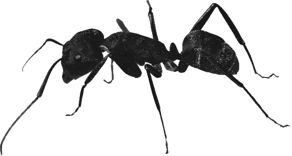 Аргентинские муравьи Iridomyrmex humilis высадились во Франции в 1920 г - фото 222