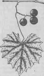 Рис 4 Vitis rotundifolia Рис 5 Гибрид ДRХ55 В настоящее время в СССР - фото 4