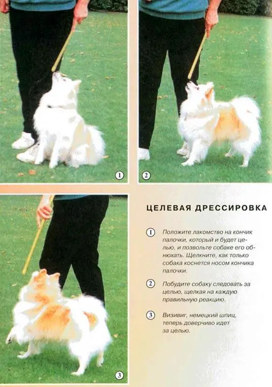 Положите лакомство на кончик палочки который и будет целью и позвольте собаке - фото 23