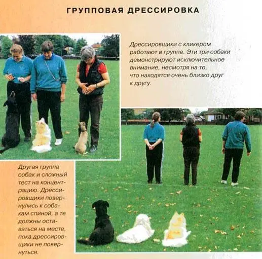 Дрессировщики с кликером работают в группе Эти три собаки демонстрируют - фото 38