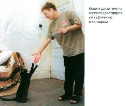 Кошки удивительно хорошо адаптируются к обучению с кликером Птицы особенно - фото 45