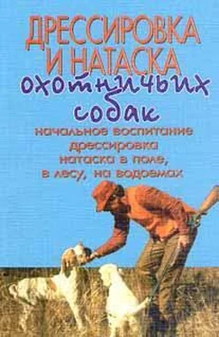 Неизвестный Автор Дрессировка и натаска охотничьих собак обложка книги