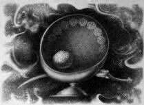 вены Но нужно зеркало чтобы увидеть даже её Шейх и является таким - фото 25