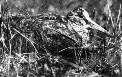 Вальдшнеп затаившийся в траве По своему складу и виду вальдшнеп настоящий - фото 5