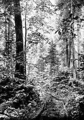 Утро в старом лесу Глухарь токует на деревьях различной высоты то он - фото 9