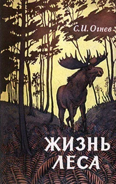 Сергей Огнев Жизнь леса