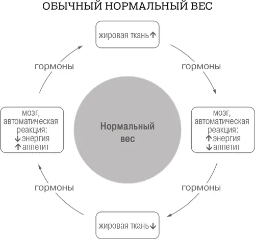 Как снизить нормальный вес Вы должно быть думаете Все эти теории насчет - фото 5