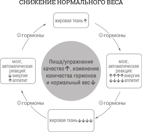Как снизить нормальный вес Вы должно быть думаете Все эти теории насчет - фото 6