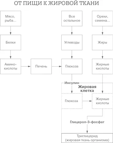 Почему я рассказываю вам о том как образуется жировая ткань Потому что - фото 28