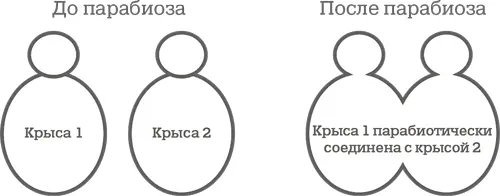 Зачем ученым создавать крысуфранкенштейна с одним комплектом гормонов но с - фото 29