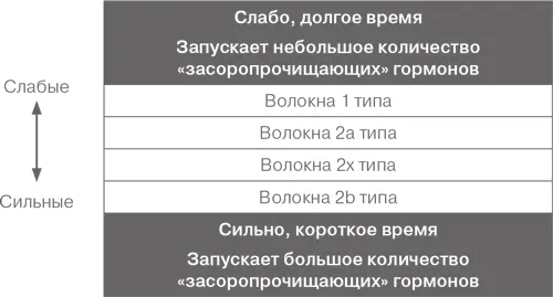 Подобно тому как сильные крупные ножные мышцы помогают нам сжигать больше - фото 70