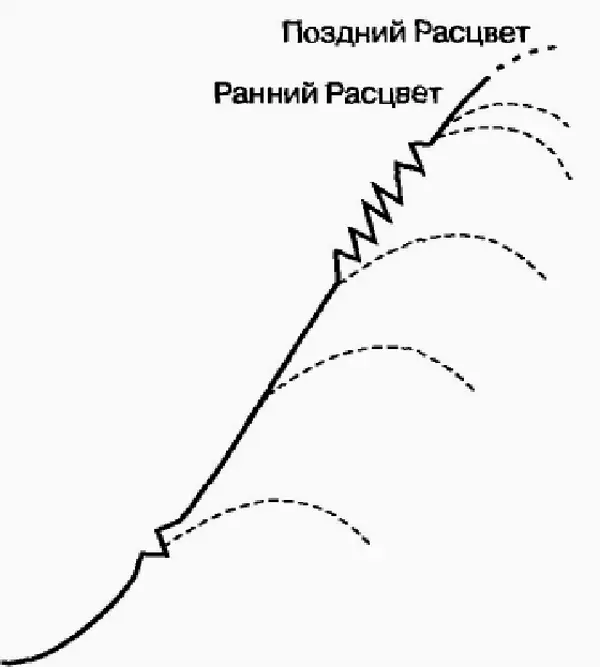 Рис 71Фазы Расцвета Когда люди стареют то первые симптомы этого проявляются - фото 18