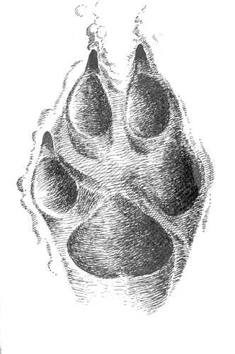 Отпечаток передней лапы крупного среднерусского волкасамца на сыром песке - фото 13