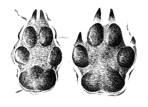 Отпечатки лап степного казахстанского волка слева задней справа передней - фото 14