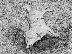 А то Ответил не менее радостный Первый Видели как я ей в бок попал - фото 12