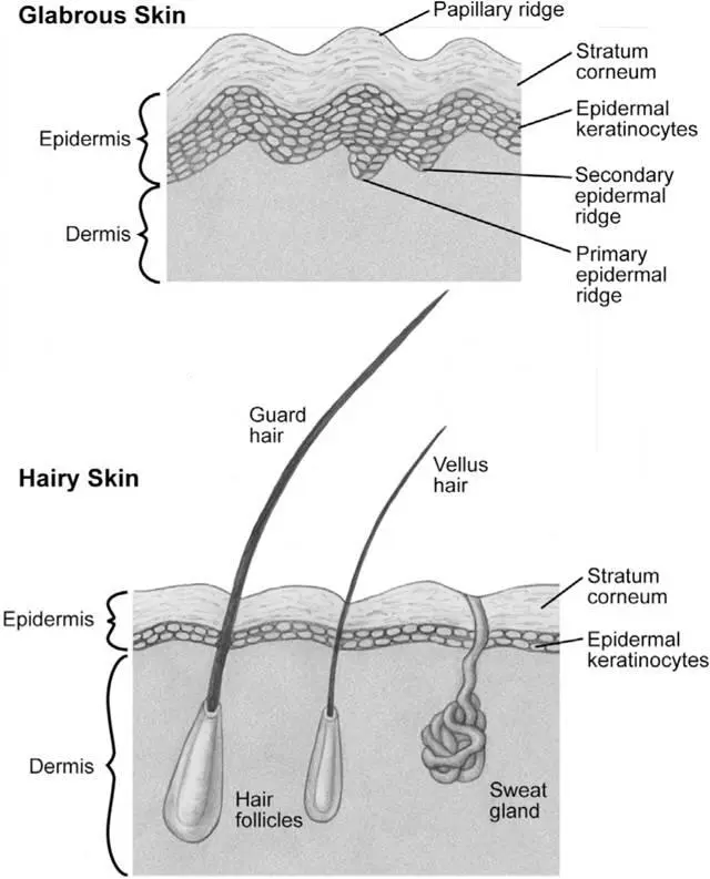 Figure 21The structure of glabrous and hairy skin share a similar layered - фото 21