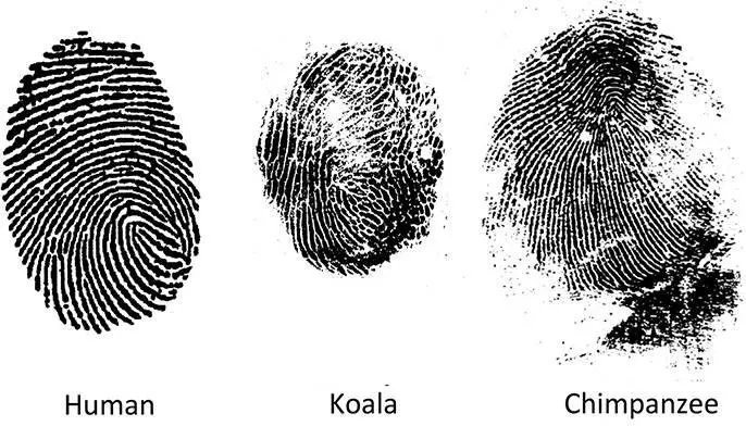 Figure 22Human koala and chimpanzee fingerprints are almost - фото 22
