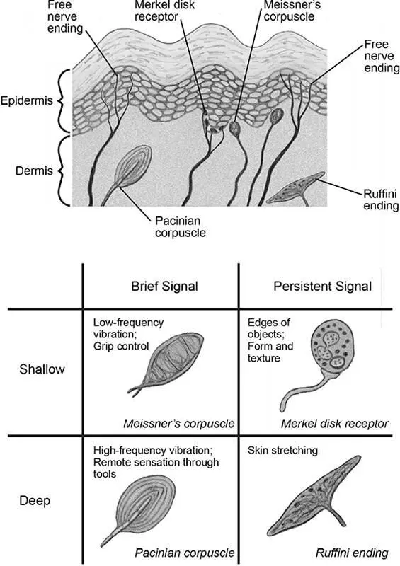 Figure 23Four types of sensor for mechanical stimuli found in glabrous skin - фото 24