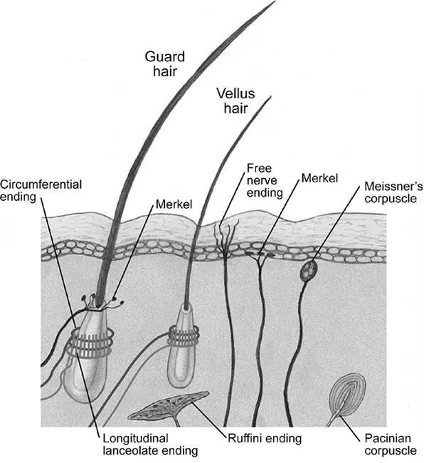 Figure 24Innervation of hairy skin Guard hairs have clusters of Merkel - фото 26