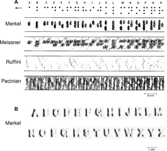 Figure 25The response of single axons innervating the human fingertip to - фото 27