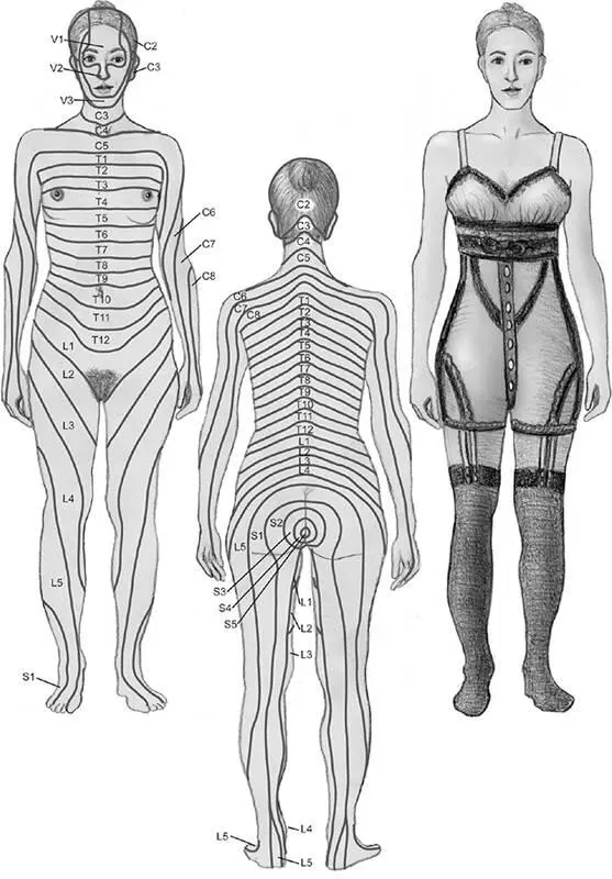 Figure 27A map of skin regions innervated by fibers from various spinal nerves - фото 30