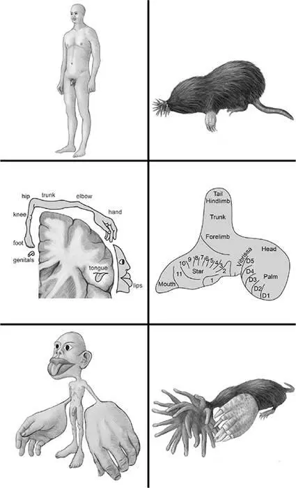Figure 28Touch maps in the primary somatosensory cortex of the human and the - фото 33