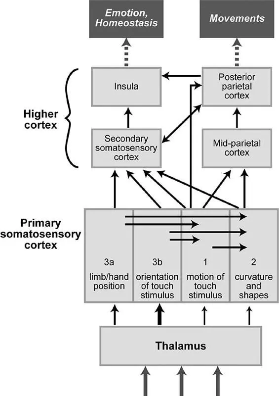 Figure 29A simplified wiring diagram of touchprocessing regions in the brain - фото 34